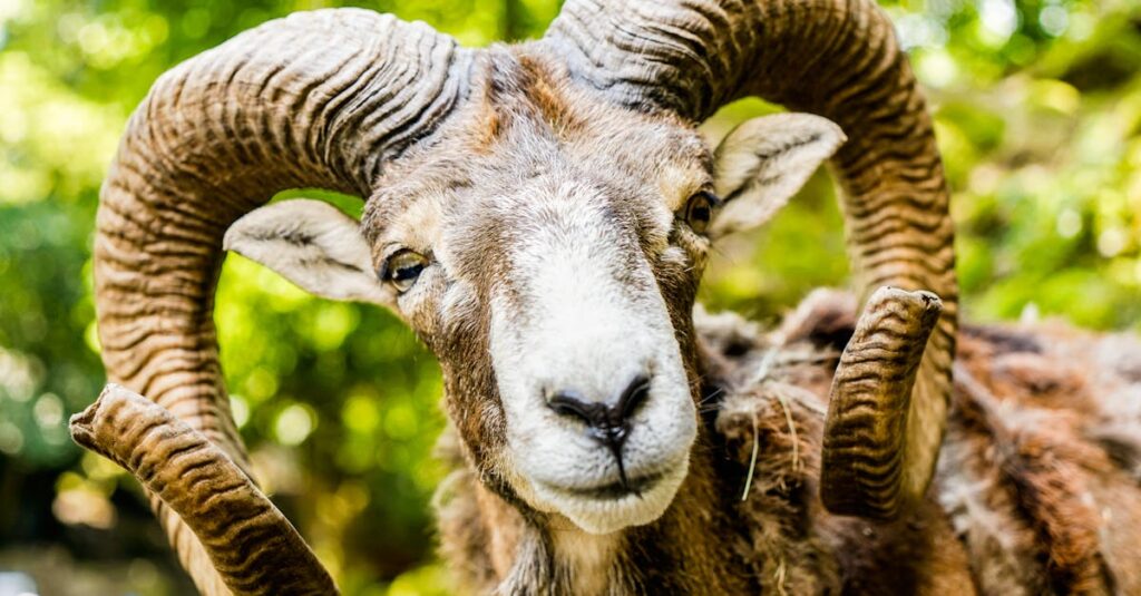 découvrez les capacités étonnantes de l'intelligence des moutons, leur comportement et leur aptitude à résoudre des problèmes complexes.