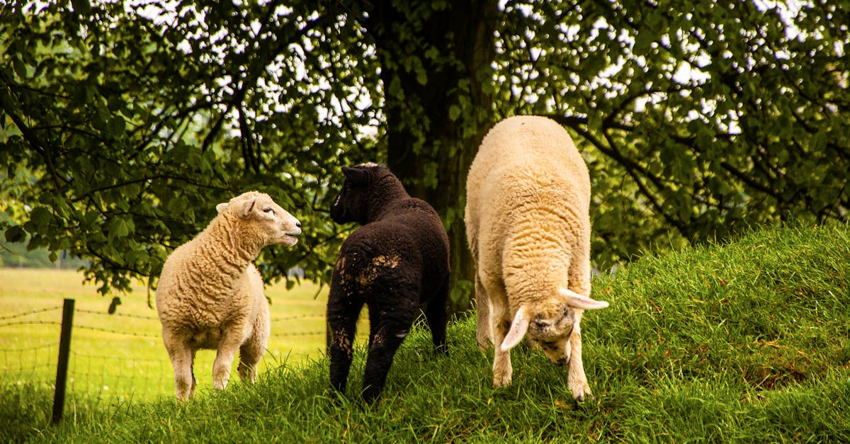 découvrez l'intelligence des moutons : comportement, capacités cognitives et apprentissage de ces animaux souvent sous-estimés.
