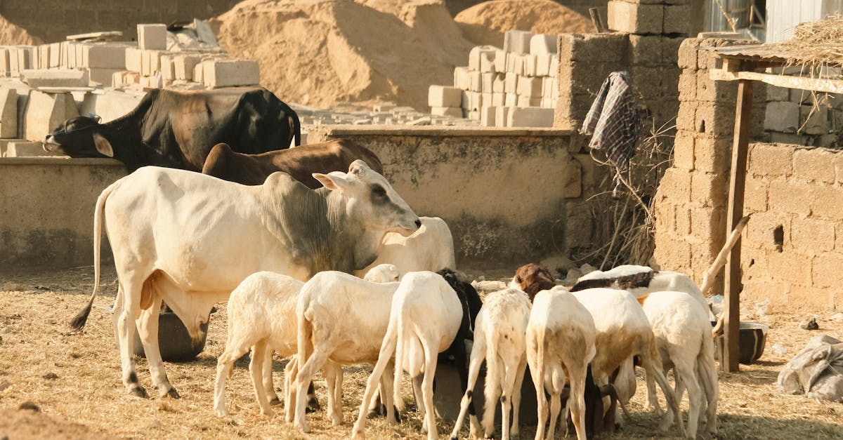découvrez l'intelligence des moutons : comportements, capacités d'apprentissage et curiosités sur ces animaux souvent sous-estimés.