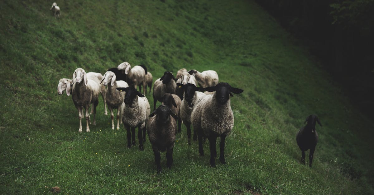 découvrez l'intelligence étonnante des moutons, leurs capacités cognitives et leur comportement social complexe.