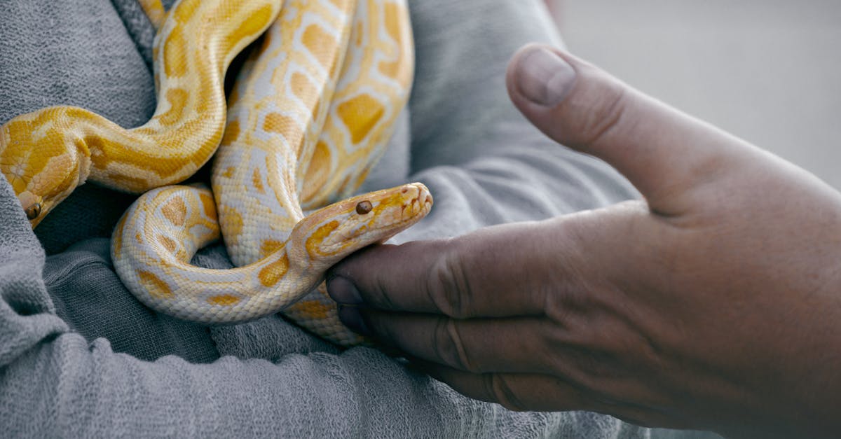 découvrez tout sur les serpents : espèces, habitats, comportements et faits fascinants sur ces reptiles souvent mal compris.