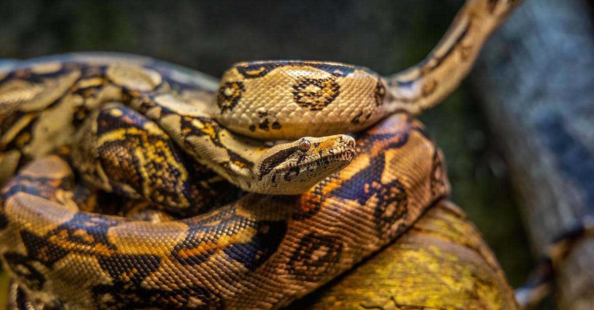 découvrez tout sur les serpents : espèces, habitats, comportements et conseils de sécurité pour mieux comprendre ces reptiles fascinants.