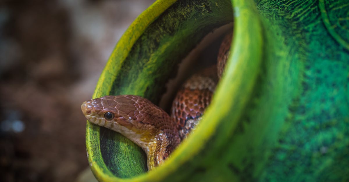 découvrez tout sur les serpents : espèces, habitat, comportement et conseils pour les observer en toute sécurité.