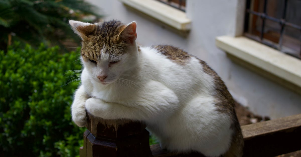 découvrez la richesse en fer des épinards, un légume vert idéal pour renforcer votre apport en fer et améliorer votre santé.