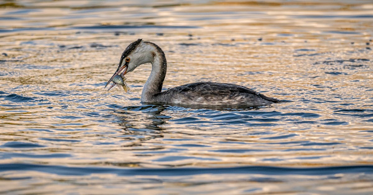 découvrez si nager après avoir mangé est sans danger, les mythes courants et les conseils pour profiter de la piscine en toute sécurité.
