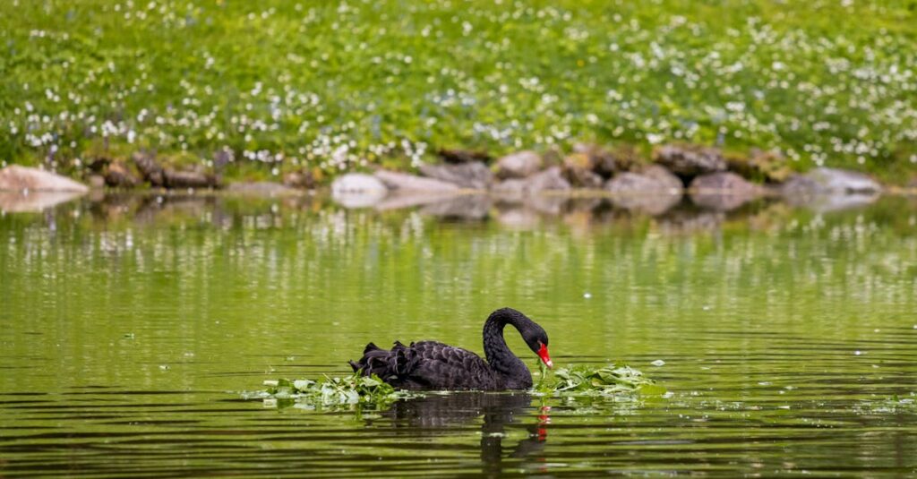 découvrez s'il est sûr de nager après avoir mangé et apprenez les conseils pour profiter de la baignade en toute sécurité.