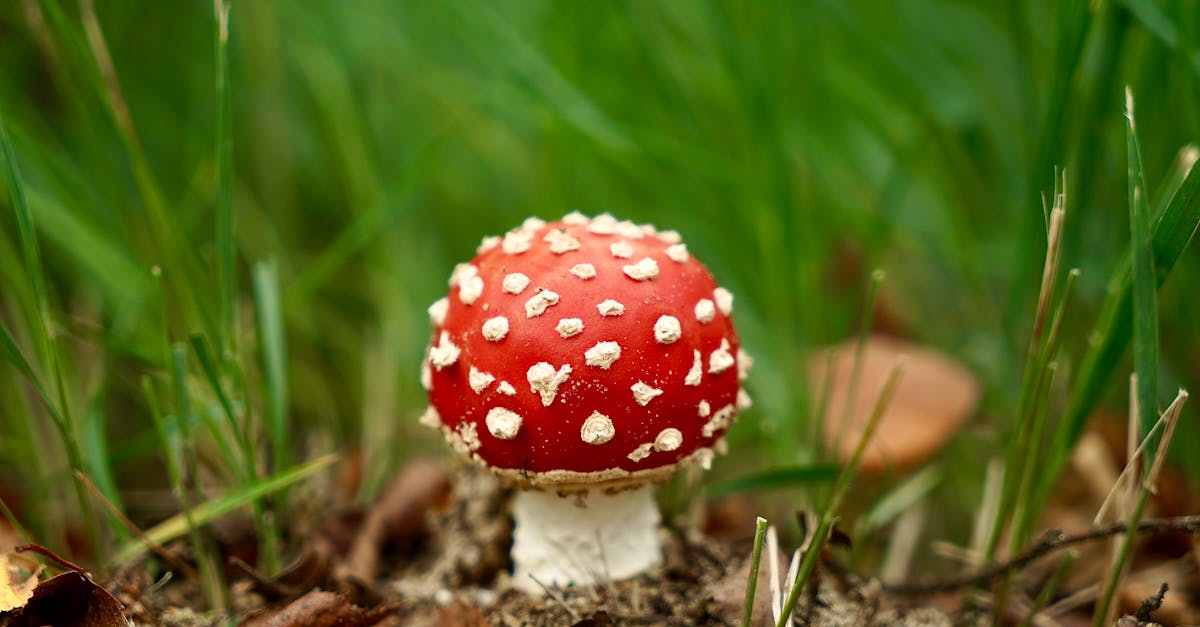 découvrez les substances toxiques présentes dans les cosmétiques, leurs risques pour la santé, et comment choisir des produits sûrs et naturels pour votre beauté quotidienne.