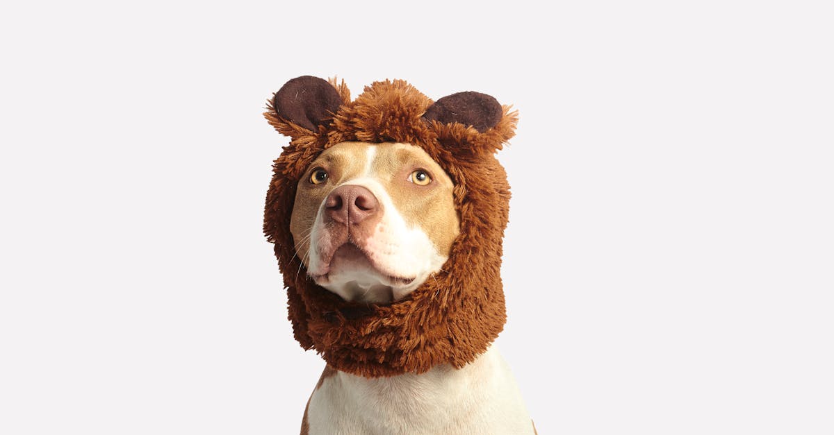 découvrez le processus fascinant de l'hibernation chez les ours, un mécanisme naturel de survie durant l'hiver, incluant leurs adaptations physiologiques et comportements.