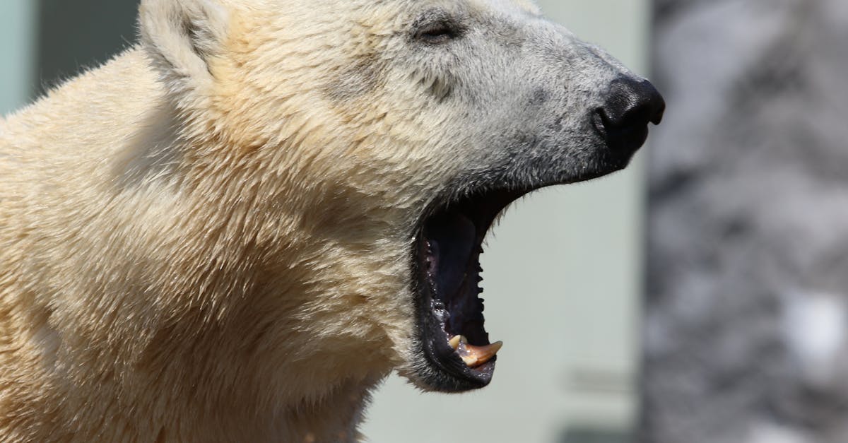 découvrez le processus fascinant de l'hibernation chez les ours, un mécanisme naturel qui leur permet de survivre aux mois d'hiver en ralentissant leur métabolisme.