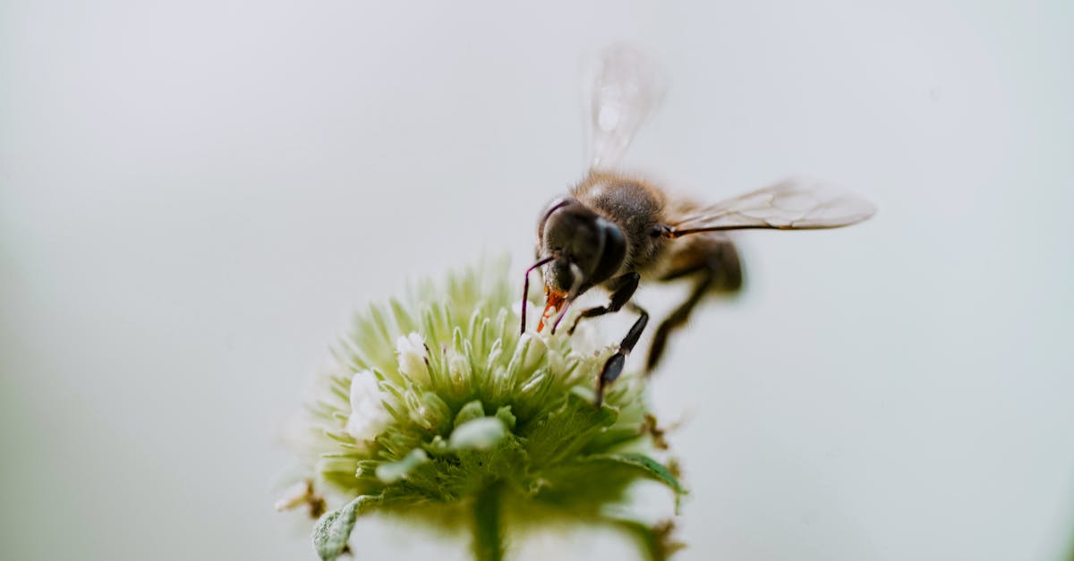 découvrez la relation fascinante entre les ours et le miel, un duo naturel où la quête du doux trésor mène à des aventures sauvages et gourmandes.
