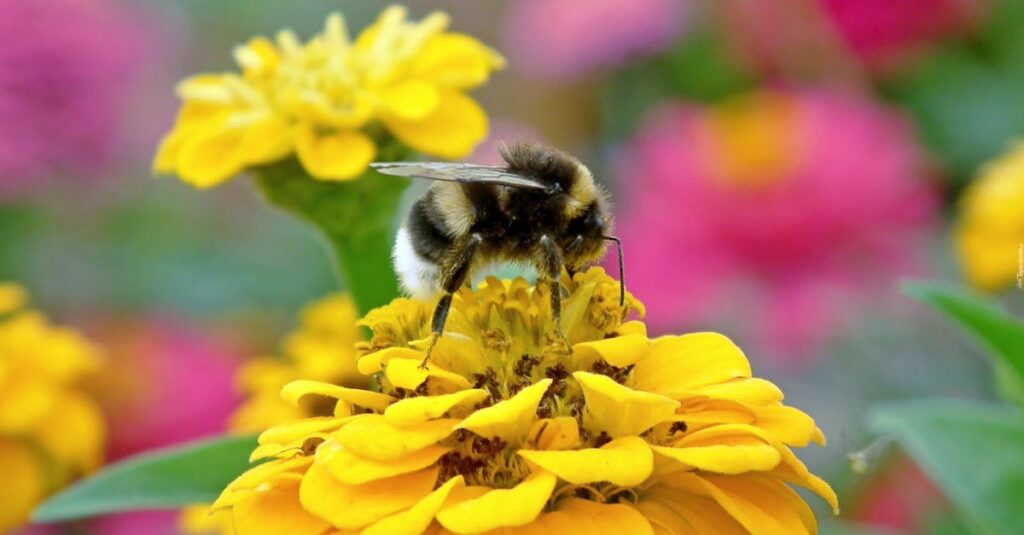 Les ours aiment le miel — Réalité ou fausse croyance ? découvrez la relation fascinante entre les ours et le miel, un lien naturel où ces animaux rusés recherchent ce trésor sucré dans la nature.