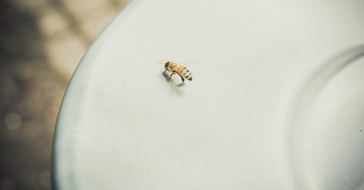 découvrez tout ce qu'il faut savoir sur la piqûre d'abeille : symptômes, traitement et conseils pour soulager rapidement les douleurs.