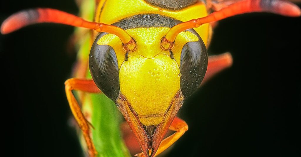 Les abeilles meurent après avoir piqué — Réalité ou fausse croyance ? informations essentielles sur la piqûre d'abeille : symptômes, traitement et conseils pour soulager la douleur rapidement.