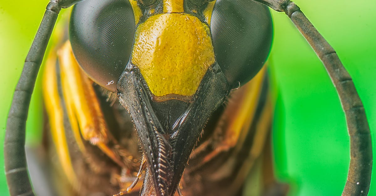 découvrez les symptômes, traitements et conseils pour soulager une piqûre d'abeille efficacement et rapidement.