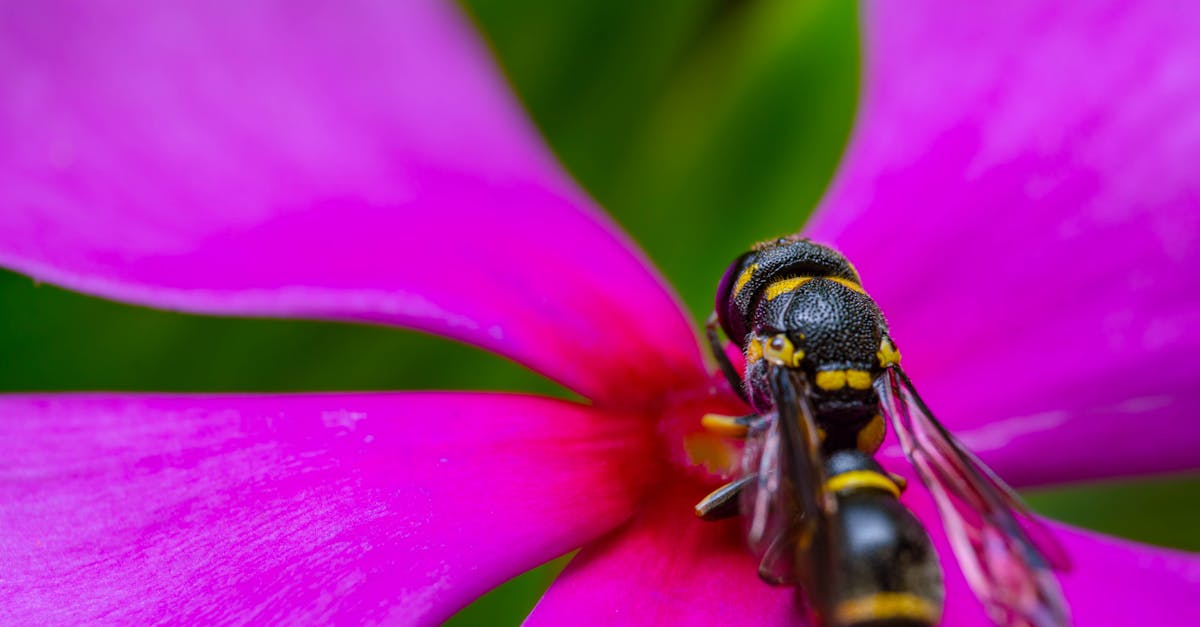 tout savoir sur la piqûre d'abeille : symptômes, traitements et conseils pour soulager rapidement cette douleur.