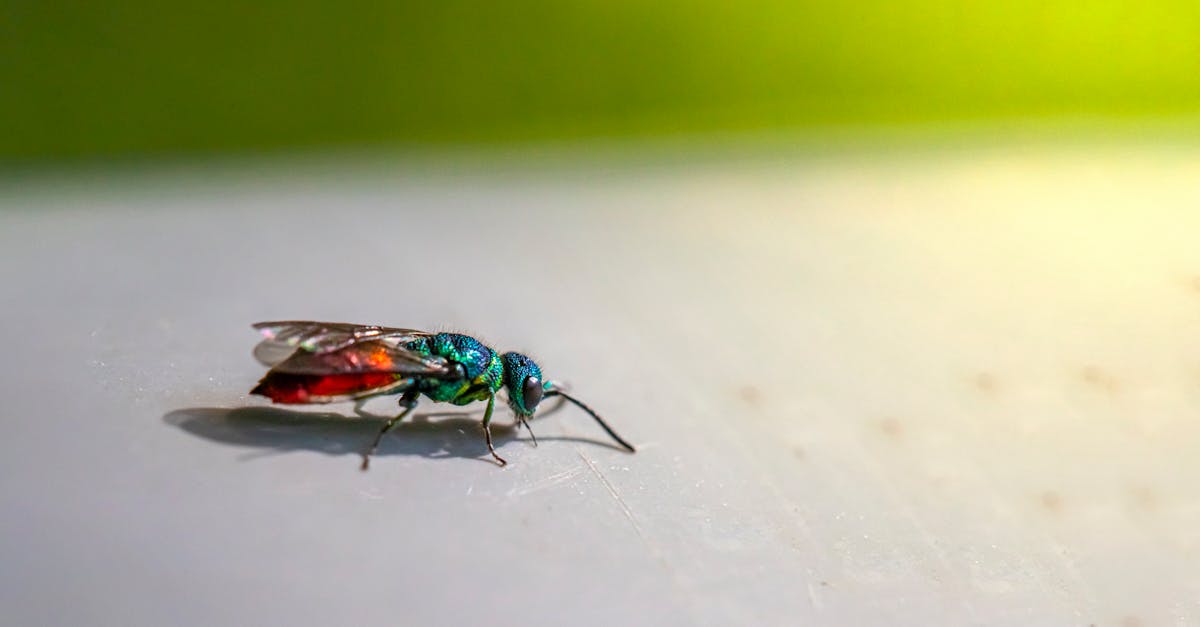 découvrez comment reconnaître une piqûre d'abeille, les symptômes courants et les traitements efficaces pour soulager rapidement la douleur et prévenir les réactions allergiques.