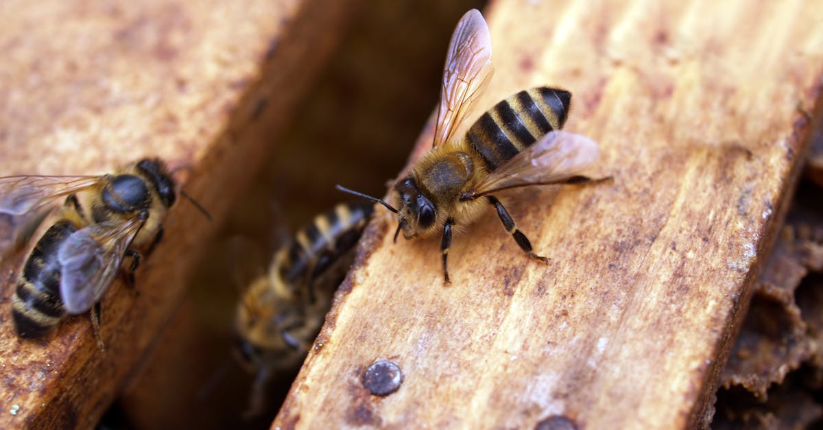 découvrez l'univers fascinant des abeilles, leurs rôles essentiels dans la pollinisation et l'équilibre écologique, ainsi que leur importance pour la biodiversité.