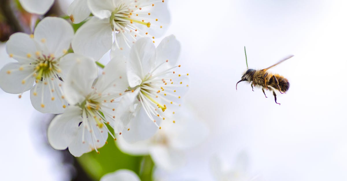 découvrez le monde fascinant des abeilles, leur rôle essentiel dans la pollinisation et la préservation de l'environnement.