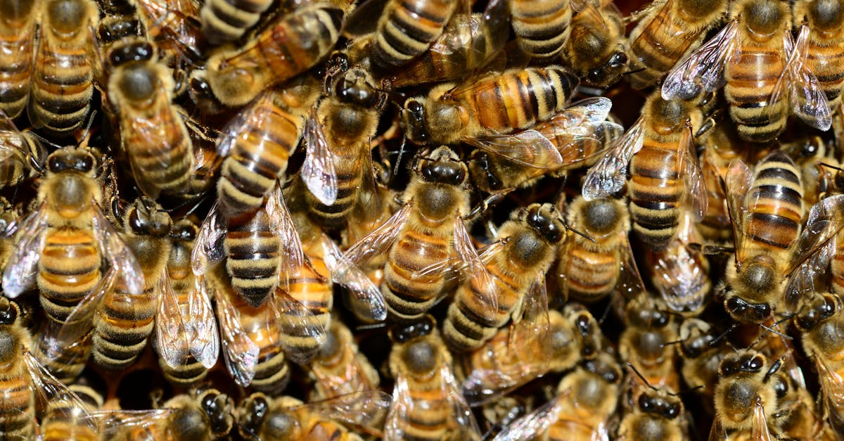 découvrez tout sur les abeilles : leur rôle essentiel dans la pollinisation, leur organisation sociale fascinante et leur importance pour la biodiversité.