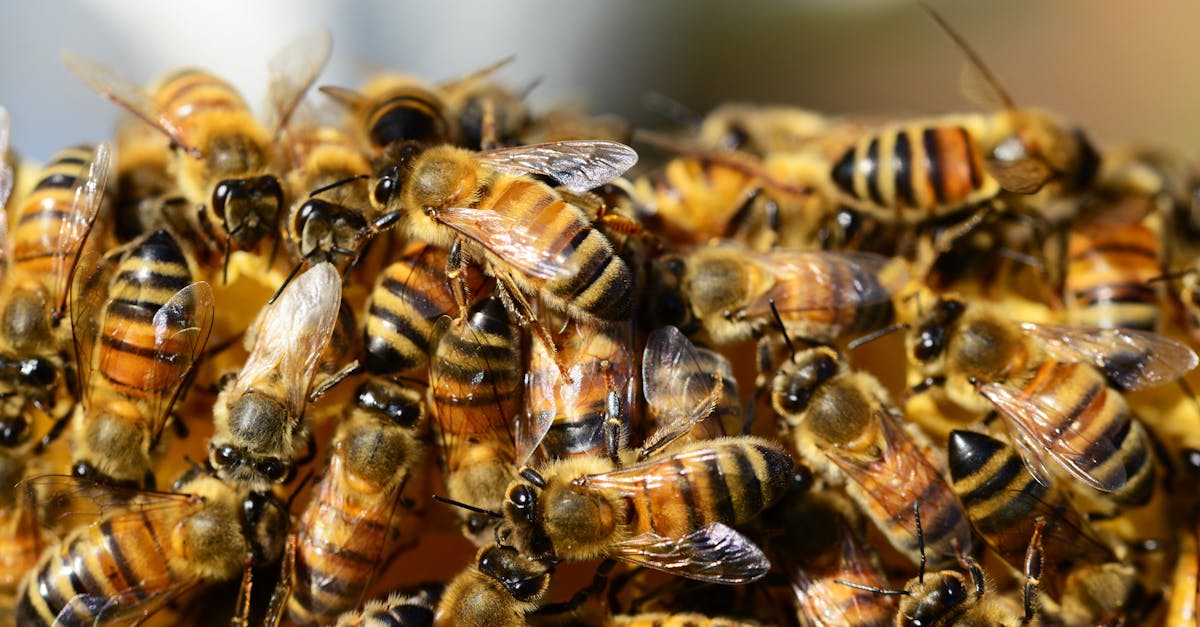 découvrez le monde fascinant des abeilles : leur rôle essentiel dans la pollinisation, leur organisation sociale unique et leur importance pour l'environnement.