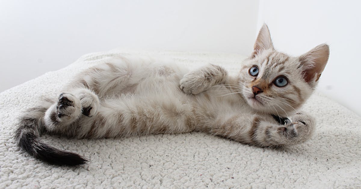 découvrez tout sur les chats : leurs comportements, soins, races et conseils pour bien vivre avec votre félin.