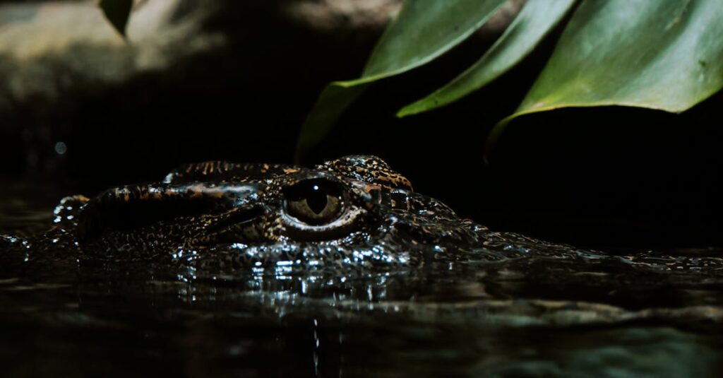 Les crocodiles pleurent en mangeant — Réalité ou fausse croyance ? découvrez la signification de l'expression "crocodile tears" et comment elle est utilisée pour décrire des émotions feintes ou hypocrites. explorez ses origines et exemples en contexte.