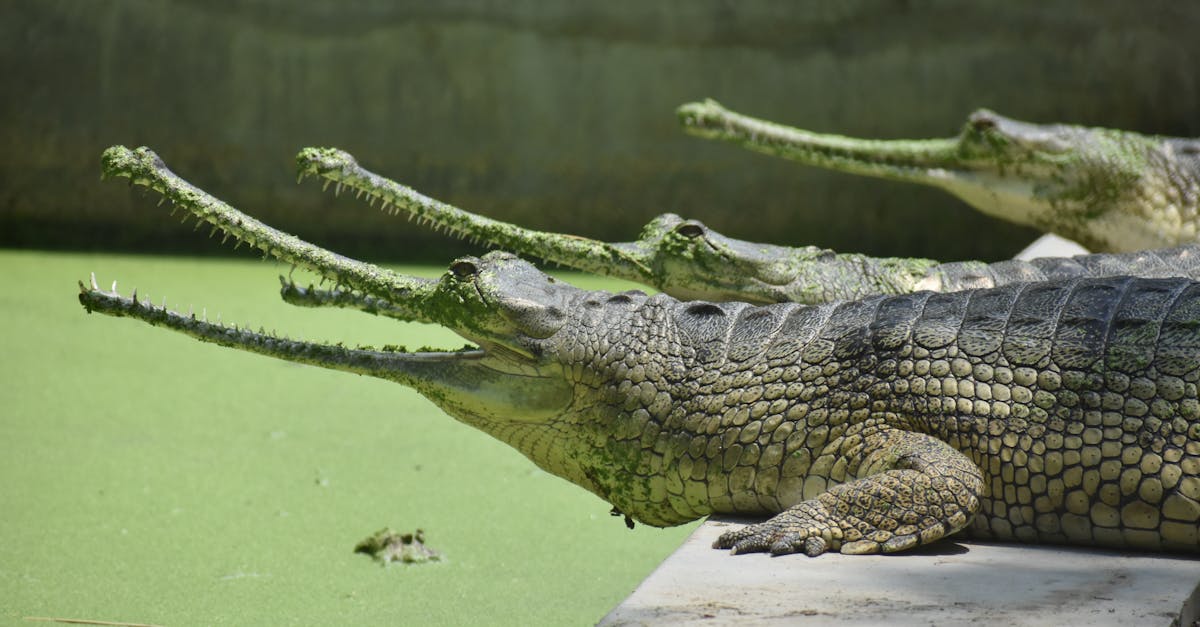découvrez tout sur les crocodiles : habitat, comportement, alimentation et les espèces les plus fascinantes de ces reptiles préhistoriques.