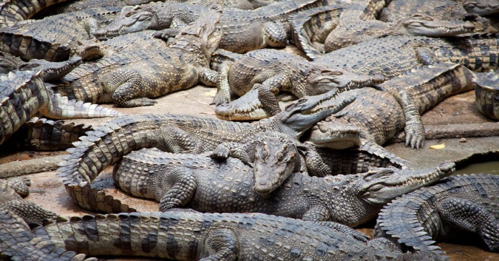 découvrez tout sur les crocodiles : leurs habitats, comportements, espèces et faits fascinants sur ces reptiles prédateurs impressionnants.