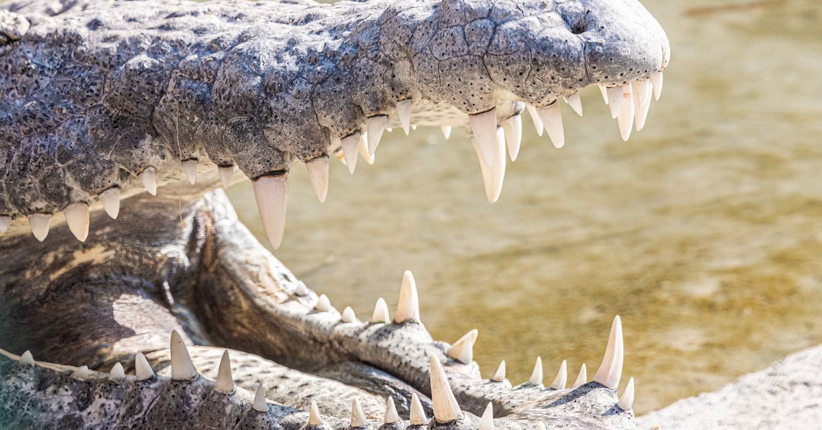 découvrez tout sur les crocodiles : leur habitat, leur comportement, et leur rôle dans la nature. apprenez à connaître ces reptiles fascinants et redoutables.