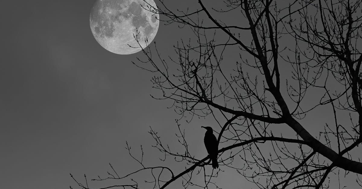 découvrez tout sur les corbeaux : leur habitat, comportement, symbolisme et rôle dans la nature.