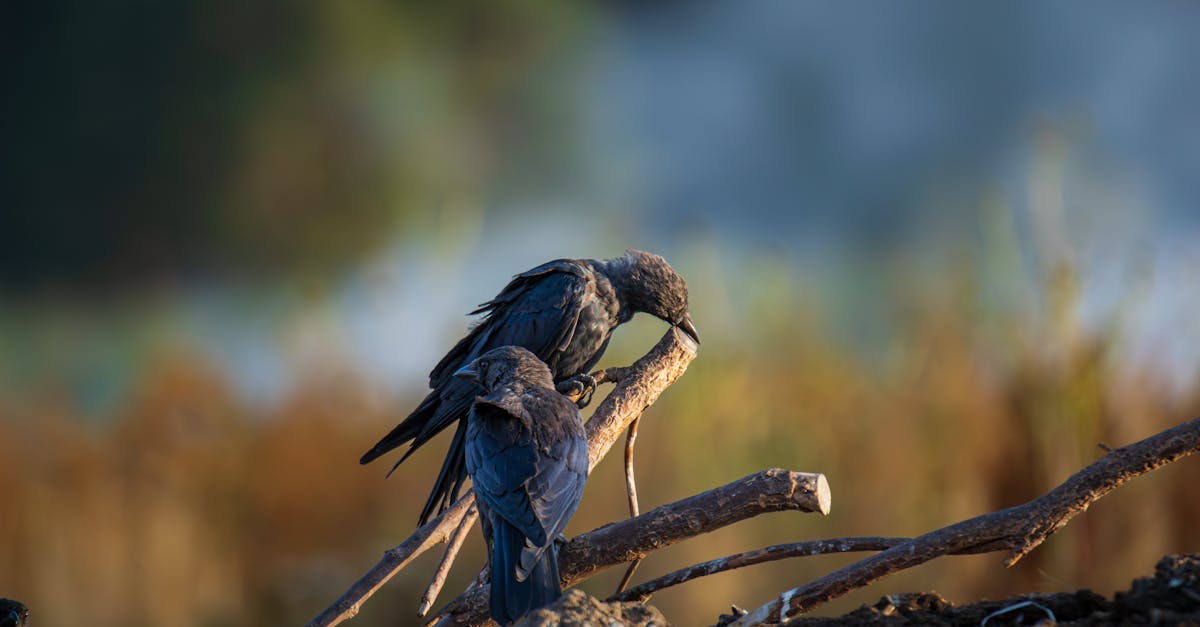 découvrez tout sur les corbeaux : leur comportement, habitat, symbolisme et rôle dans la nature.