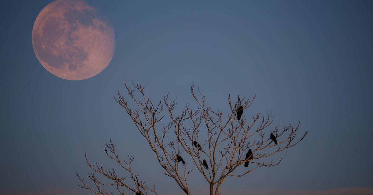 découvrez tout sur les corbeaux : leur comportement, habitat et symbolisme dans différentes cultures.