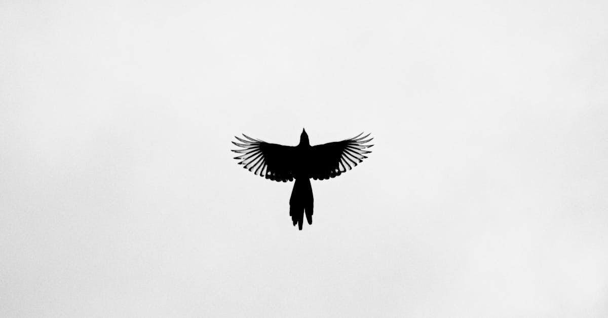 découvrez tout sur les corbeaux : leur comportement, habitat, et rôle écologique fascinant.