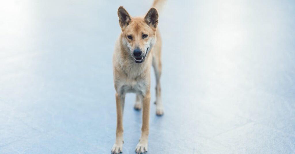 découvrez comment les chiens et leurs propriétaires partagent souvent des ressemblances surprenantes, reflétant leur complicité unique.