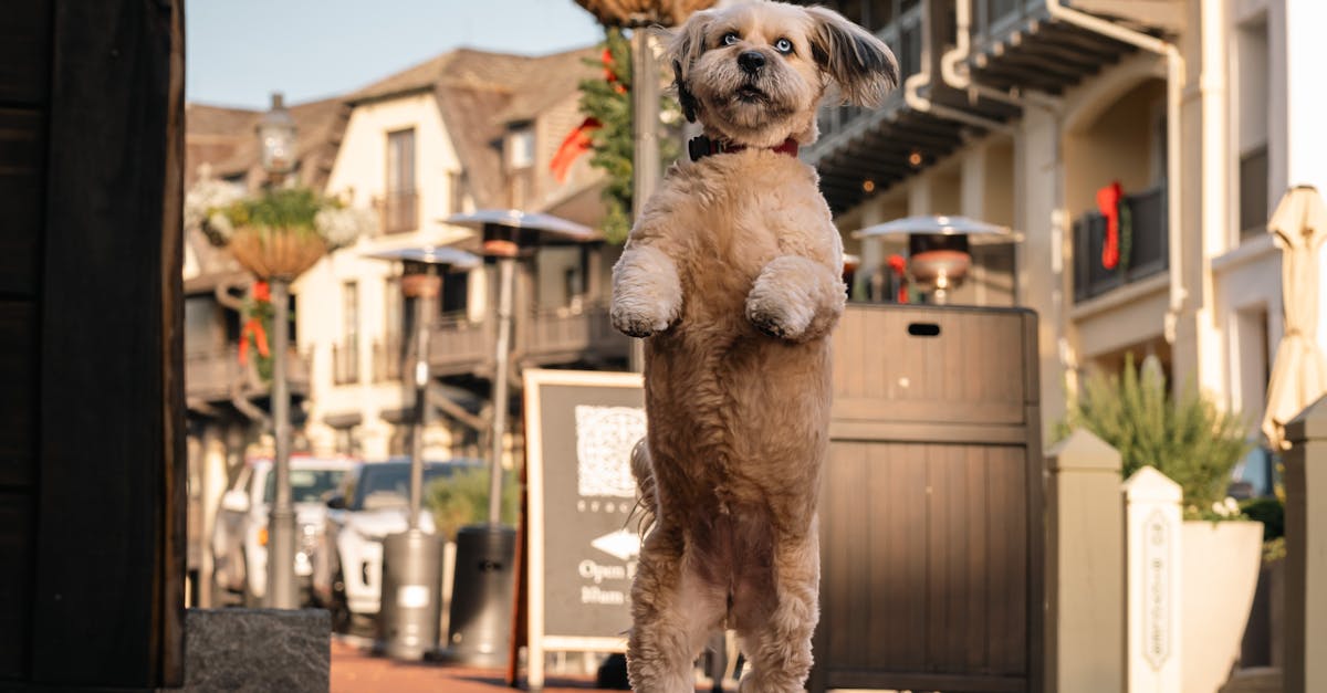 découvrez comment les propriétaires de chiens et leurs animaux partagent souvent des ressemblances surprenantes, du style à la personnalité.