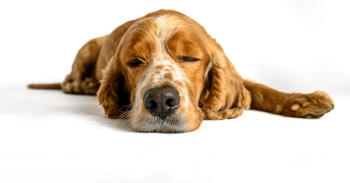 découvrez comment les propriétaires de chiens ressemblent souvent à leurs animaux de compagnie et explorez cette étonnante similitude entre humains et chiens.