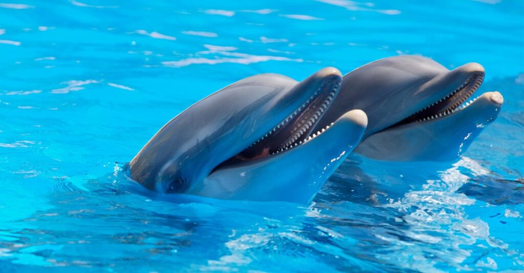 Les dauphins sont toujours gentils — Réalité ou fausse croyance ? découvrez le monde fascinant des dauphins, ces mammifères marins intelligents et joueurs, connus pour leur sociabilité et leurs acrobaties impressionnantes.