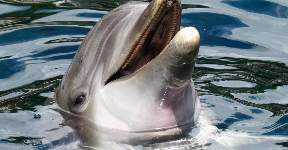 découvrez le monde fascinant des dauphins, ces mammifères marins intelligents et sociaux, connus pour leur agilité et leur comportement joueur.
