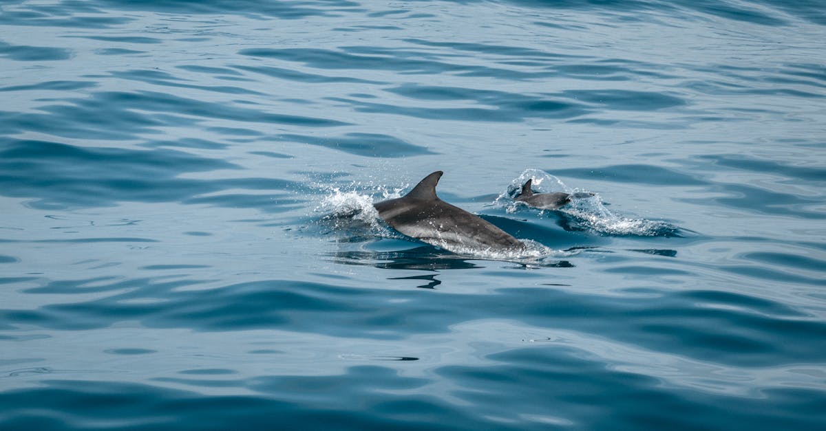 découvrez le monde fascinant des dauphins, ces mammifères marins intelligents et joueurs, symboles de liberté et de grâce dans l'océan.