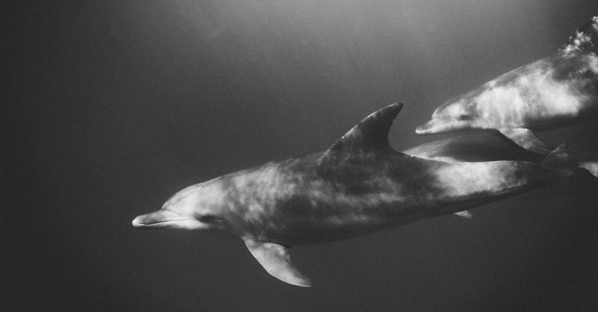 découvrez le monde fascinant des dauphins, ces mammifères marins intelligents et sociaux, connus pour leur agilité et leur comportement joueur.