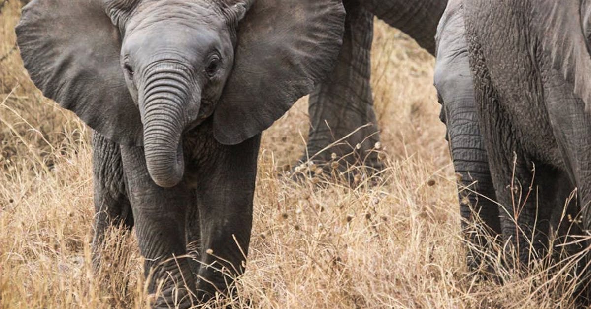 découvrez tout sur les éléphants : leur habitat, comportement, alimentation et conservation.