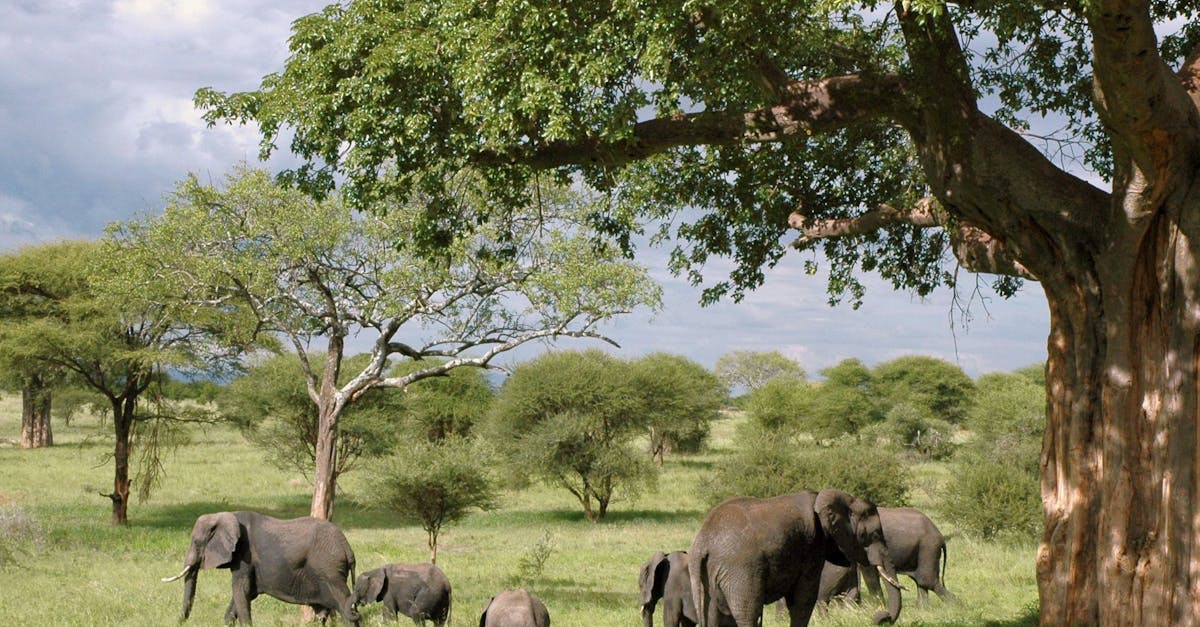 découvrez tout sur les éléphants : leur habitat, leur comportement, et leur rôle essentiel dans l'écosystème. apprenez à mieux connaître ces majestueux animaux.