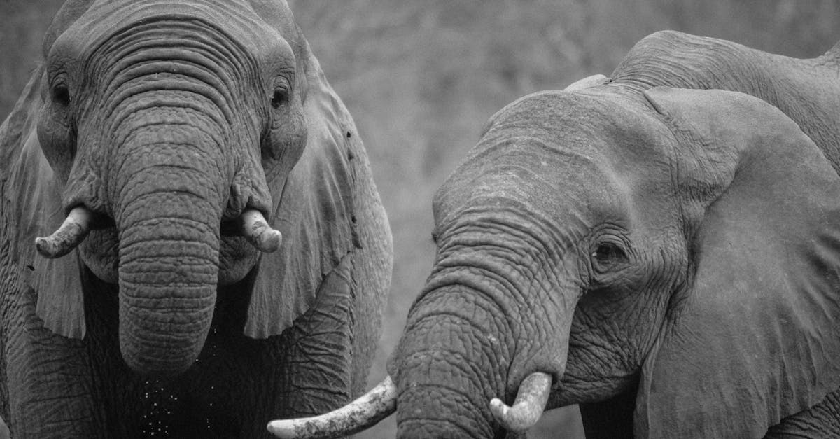 découvrez tout sur les éléphants, ces majestueux mammifères terrestres connus pour leur intelligence, leur mémoire exceptionnelle et leur rôle crucial dans les écosystèmes.