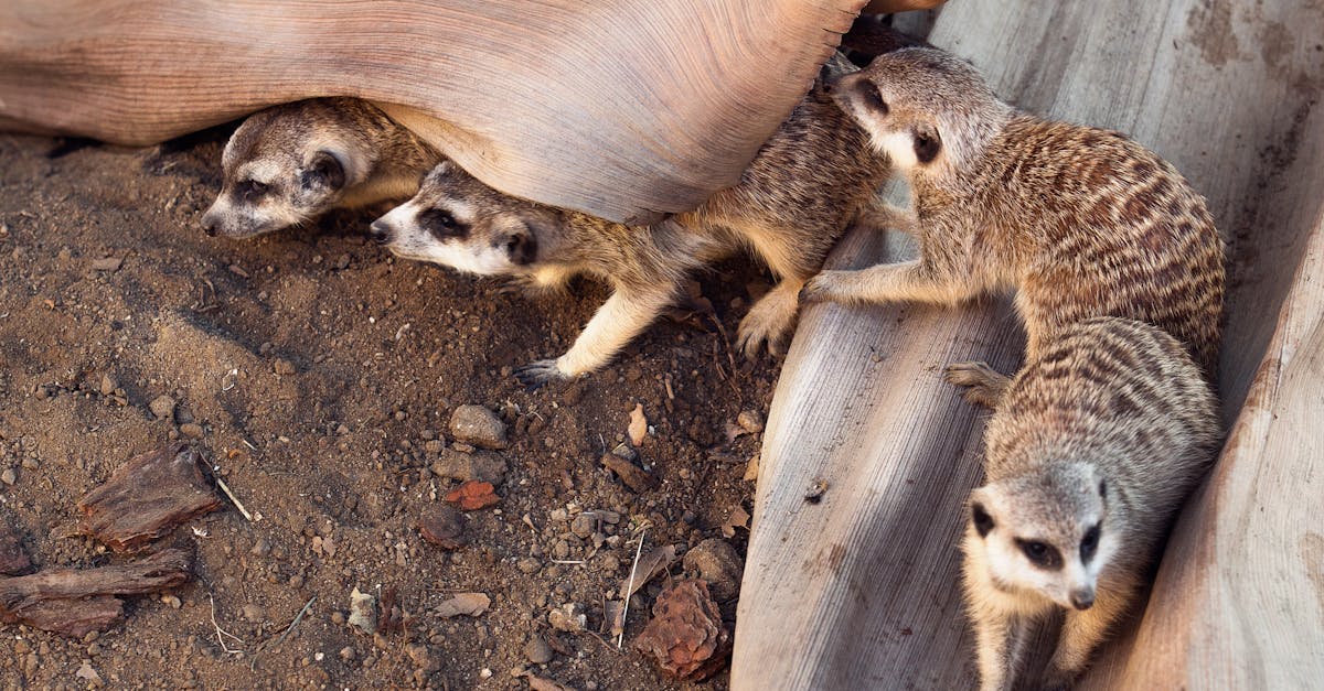 découvrez le comportement de troupeau : comment les individus agissent en groupe, influencés par les décisions collectives plutôt que personnelles.