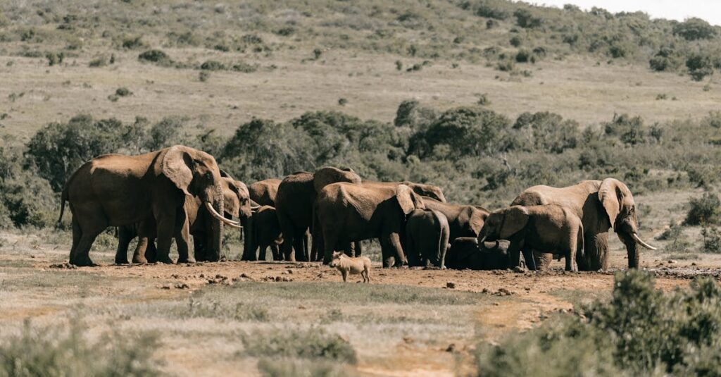découvrez le comportement grégaire : comment les individus adoptent des actions similaires à un groupe, influencés par la majorité, en psychologie et économie.