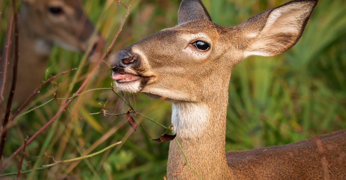 découvrez le comportement de troupeau, un phénomène social où les individus agissent collectivement, influencés par les actions des autres, souvent sans réflexion personnelle.
