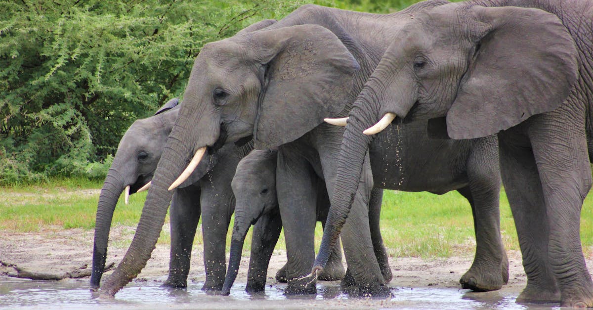 découvrez le phénomène du comportement de groupe (herd behavior) et son impact sur les décisions individuelles en économie, finance et psychologie.