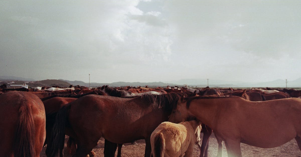 découvrez le phénomène du comportement grégaire, où les individus adoptent les actions et décisions du groupe, influençant ainsi les tendances sociales et économiques.