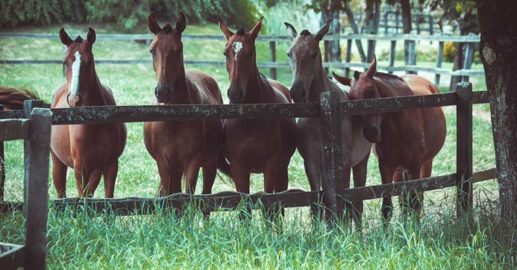 découvrez tout sur les chevaux : leur histoire, leurs races, leurs soins et leur relation avec l'homme. apprenez à mieux connaître ces magnifiques animaux.