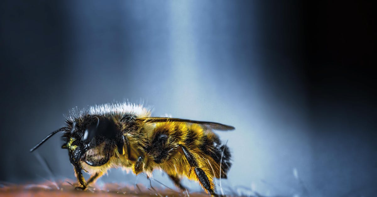 découvrez le monde fascinant des insectes : leur diversité, leurs habitats et leur rôle essentiel dans l'écosystème.